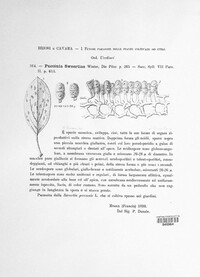 Puccinia sweertiae image